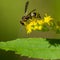 Closeup macro of potter wasp I believe feeding / pollinating on a yellow wildflower above a green leaf - in Governor Knowles Sta