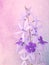 Closeup macro purple Petrea volubilis flower plants and soft focus on sweet pastel blurred backgrund