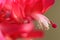 Closeup macro of red Schlumbergera flower. Christmas cactus.