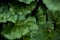 Closeup macro of rhubarb pieplant leaves green background texture