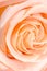 Closeup macro rose bud