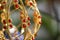 Closeup macro shot of beautiful golden Christmas decoration with red jewels and scenic bokeh