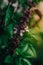 Closeup macro shot of the blossom and the leaves of a herbal basil plant, view from top down, high angle shot