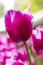 Closeup Macro Shot of Classical Rose Tulips Selectives Against Blurred Background.