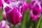 Closeup Macro Shot of Classical Rose Tulips Selectives Against Blurred Background.