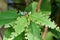 Closeup macro shot of damaged plant leaves