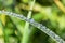 Closeup macro shot of dewdrops on green blades of grass with beautiful bokeh