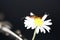 Closeup macro shot of an earwig sitting on a daisy