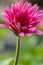 Closeup Macro Shot of Gerbera Asteraceae of Hybrida Festival Sort Flower Herbera