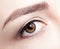 Closeup macro shot of human brown female eye. Woman with natura