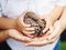 Closeup macro shot image of child with mother parent holding a bunch of pine cones