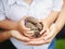 Closeup macro shot image of child with mother parent holding a bunch of pine cones