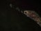Closeup and macro shot of Longsnout Stick Pipefish during a leisure dive in Tunku Abdul Rahman Park, Kota Kinabalu, Sabah. Malaysi