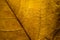 Closeup macro shot of maple leaf