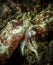 Closeup and macro shot of mating the Sepia sp cuttlefish during a leisure dive in Mabul Island, Semporna, Tawau, Sabah. Borneo.