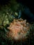 Closeup and macro shot of the nudibranch Halgerda batangas during a leisure dive in Mabul Island, Semporna, Tawau, Sabah.