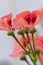 Closeup Macro Shot of Pelargonium or Garden Geranium Flowers of Bold Diamond Wedding Sort