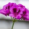 Closeup Macro Shot of Pelargonium or Garden Geranium Flowers of Bold Diamond Wedding Sort