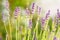 Closeup macro shot of scenic purple lavender flowers in the sunlight