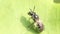 a closeup macro shot of a tiny black dwarf honeybee insect