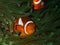 Closeup and macro shot of Western Anemonefish in underwater world diving in Sabah, Borneo.