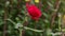 Closeup Macro Single Red Rose against Green Background