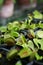 Closeup macro of some Venus flytraps