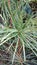 Closeup macro spiked shrubbery foliage