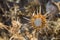 Closeup macro of thorny dry blossom of wild flower during late summer in rural Spain