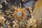 Closeup macro of thorny dry blossom of wild flower during late summer in rural Spain