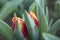 Closeup macro of tulips with raindrops in spring