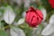 Closeup macro of unopened Knockout Rose with selective focus.