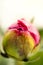 Closeup macro vertical picture of closed peony pink flower bud with lush green foliage behind. Flowering peonies, unopened buds.