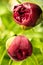 Closeup macro vertical picture of two closed peony red flower bud with lush green foliage behind. Flowering peonies, unopened buds