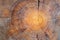 Closeup macro view of end cut wood tree section with cracks and annual rings. Natural organic texture with cracked and rough