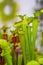 Closeup macro view of sarracenia leucophylla plant. Green insect consuming plant is growing in garden. Interesting botanical leafs