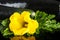 Closeup macro view of yellow zucchini flower, zucchini on black