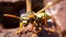 Closeup macro wasp. Details of yellow dangerous animal