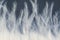 Closeup macro of white bird feather. Natural abstract texture