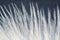 Closeup macro of white bird feather. Natural abstract texture