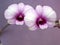 Closeup macro white purple cooktown orchid ,Dendrobium bigibbum orchid flower plants and soft focus on sweet pink blurred