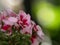 Closeup macro of wild rose pink petal regal pelargonium flowering plant in green nature Aguas Calientes Peru