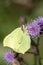 Closeup macro of a yellow brimstone butterfly