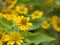 Closeup macro yellow Melampodium flower plants in garden with blurred background