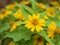 Closeup macro yellow Melampodium flower plants in garden with blurred background