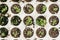 Closeup macro of young basil plants seedlings in styrofoam flat lay overview