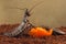 Closeup Madagascar cockroaches eats ripe orange fruit