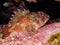 Closeup of a Madeira rockfish or Scorpionfish underwater in El Hierro, Canary islands