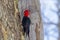 Closeup of a Magellanic woodpecker on a tree with a blurry background in Patagonia, Argentina