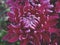 Closeup of magenta chrysanthemum flower with bud